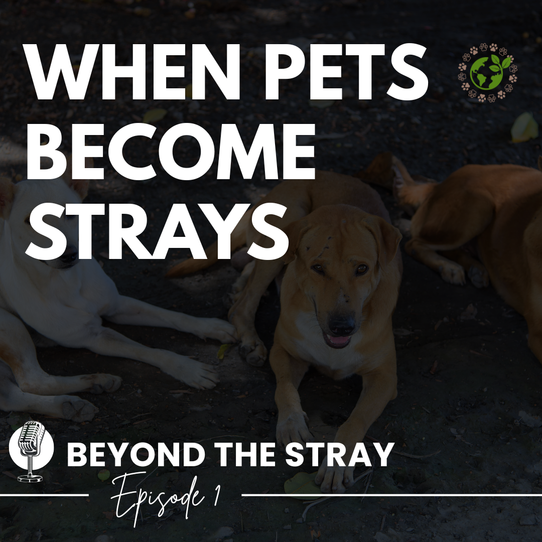 When Pets Become Strays Episode 1 cover