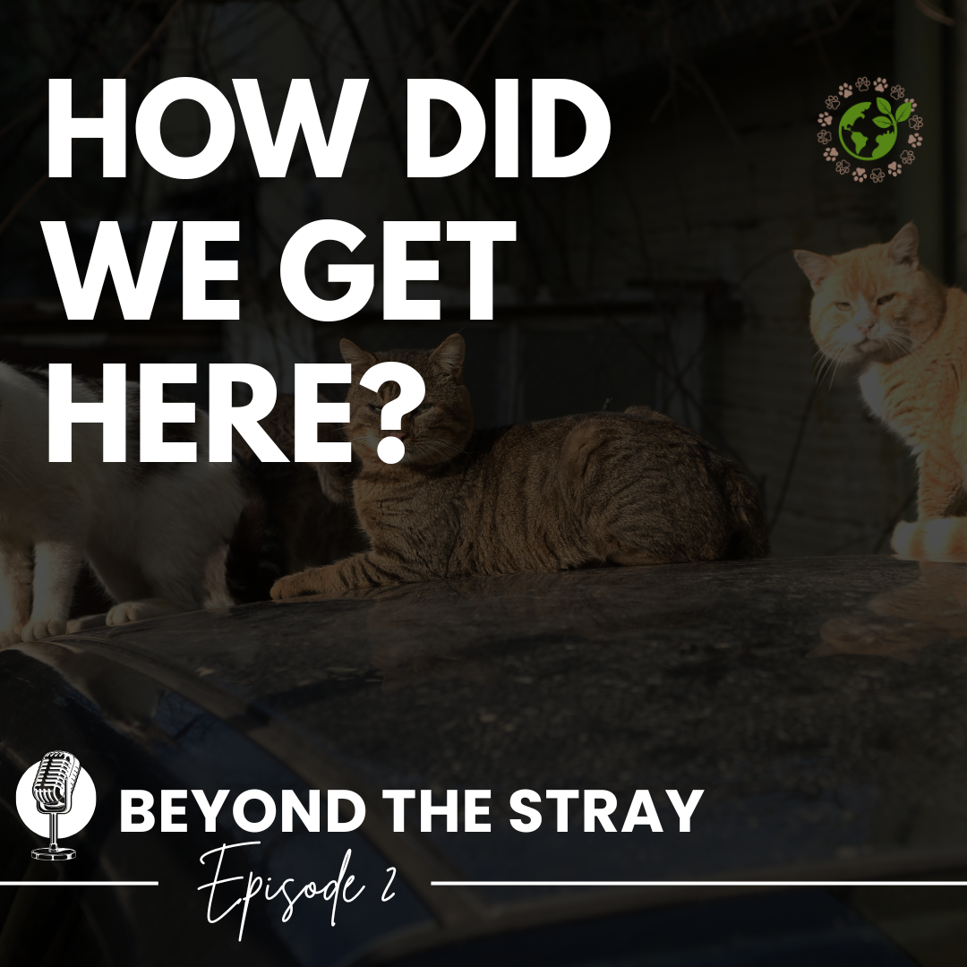 How Did We Get Here? Episode 2 cover
