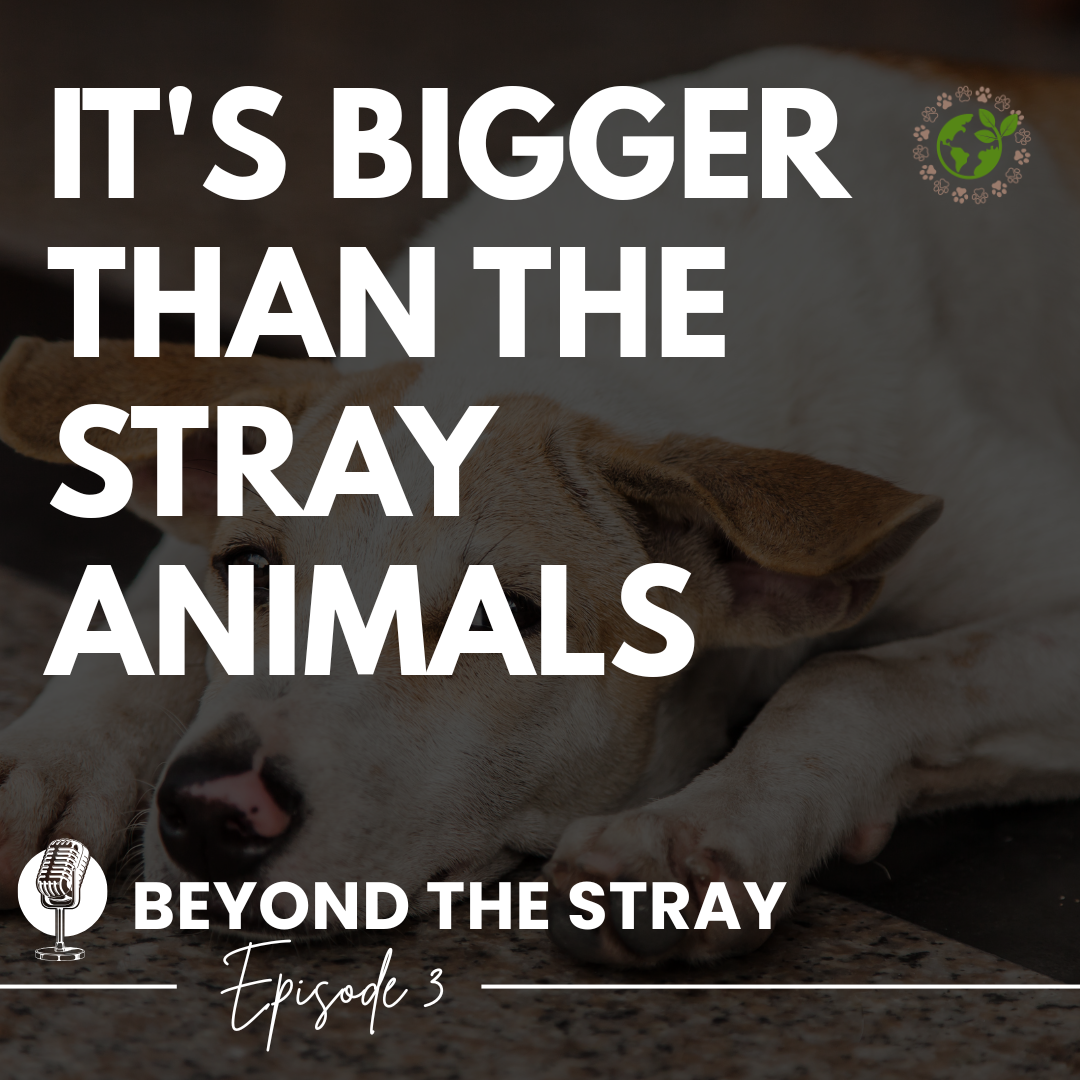 It's Bigger Than the Stray Animals Episode 3 cover