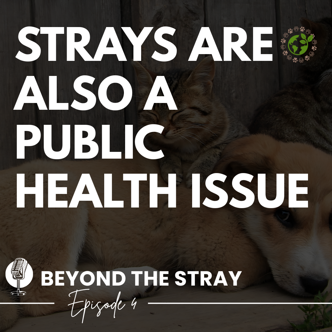 Strays Are Also a Public Health Issue Episode 4 cover