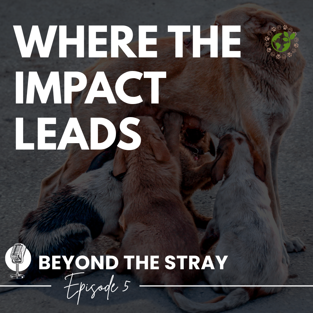 Where the Impact Leads Episode 5 cover